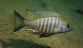 Aulonocara brevinidus